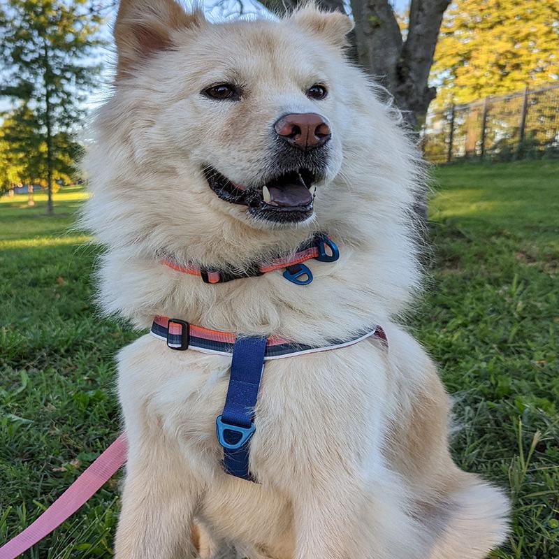 (R)evolution  Woven Dog Harness